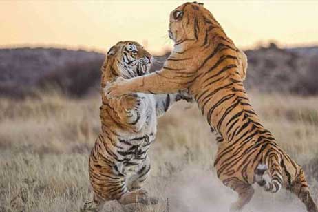 Ranthambore information