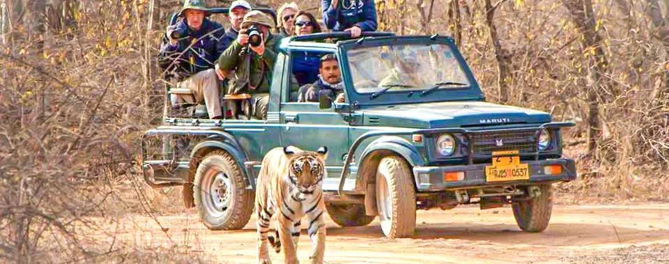 Best time to visit Ranthambore