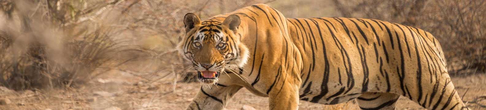 Things to do in Ranthambore