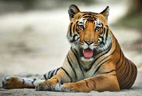 Day 07: Drive to Corbett National Park