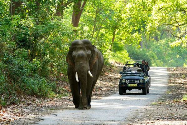 Day 08: Morning & Evening Jeep Safari in Corbett National Park