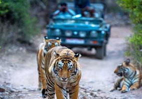 Day 04: Explore Sariska and Transfer to Ranthambore National Park