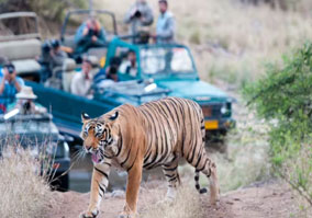Day 05: Morning Jeep Safari in Ranthambore & Delhi Departure