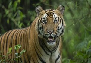 Day 11: Morning and Evening Jeep Safari in Bandhavgarh National Park