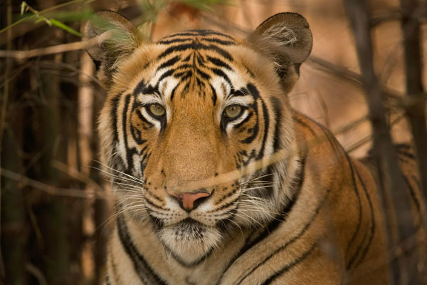 Day 12: Bandhavgarh to Kanha National Park