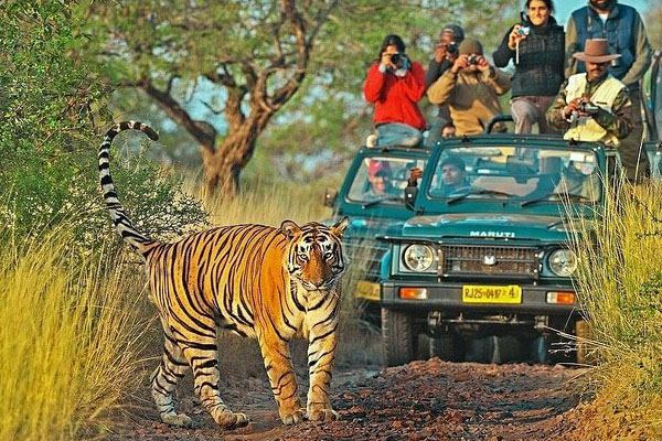 Day 13: Morning and Evening Jeep Safari in Kanha National Park