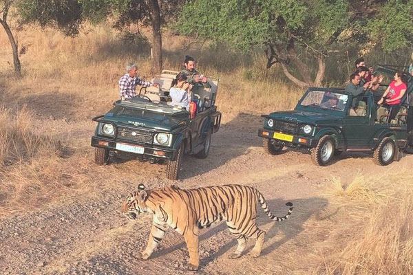 Day 05: Jaipur to Ranthambore National Park