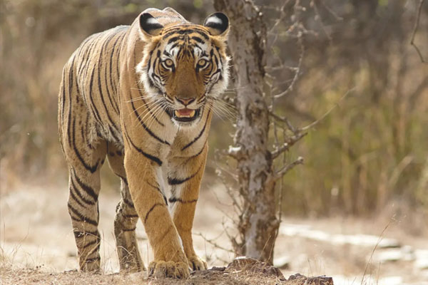 Day 02: Ranthambore National Park and Back to Delhi