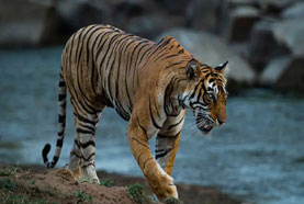 Day 03: Ranthambore National Park Visit