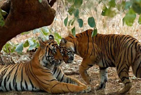 Day 05: Visiting Ranthambore National Park
