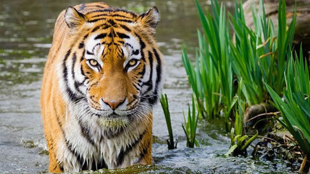 Ranthambore Holiday Tour with 1 Jeep & 1 Canter Safari