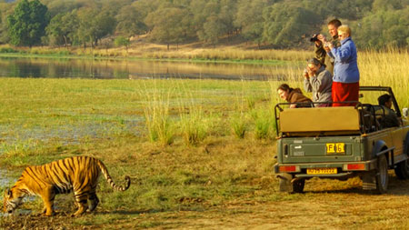 Ranthambore Tour With 1 Jeep Safari