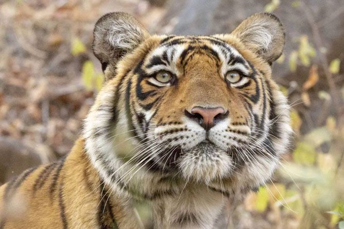 Rajasthan Wildlife Tour