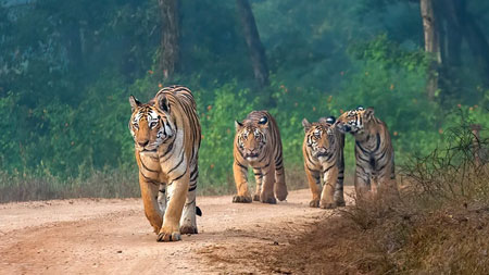 Ranthambore Corbett Tour With Agra
