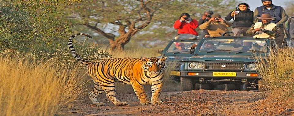 ranthambore news
