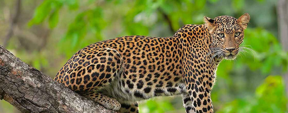 leapord count in ranthambore