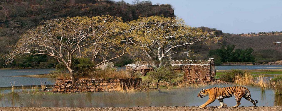 ranthambore news
