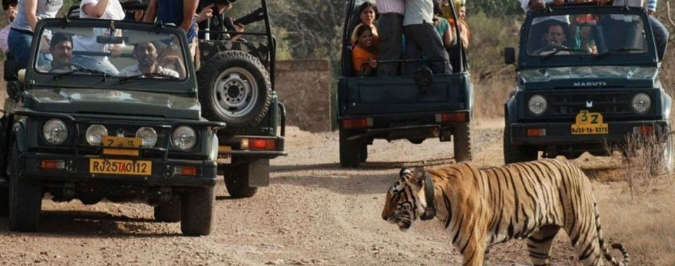 ranthambore news