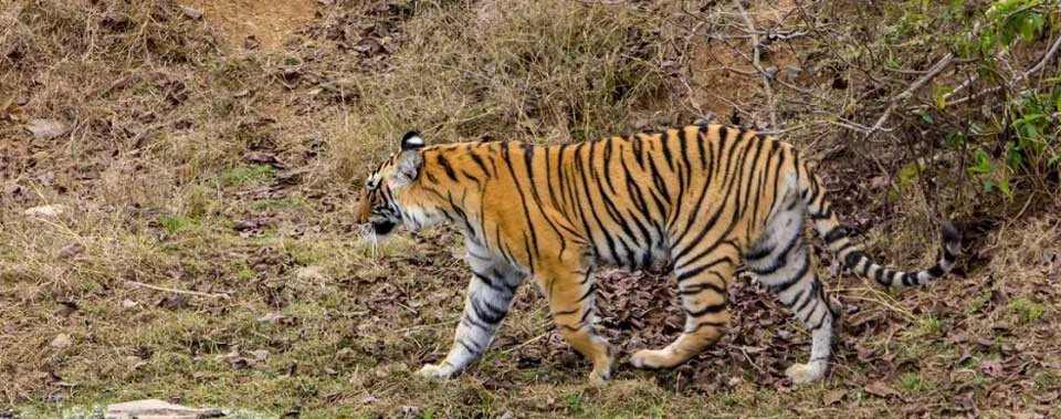 ranthambore news