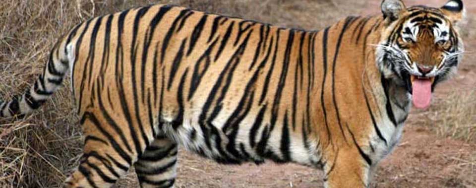 ranthambore news