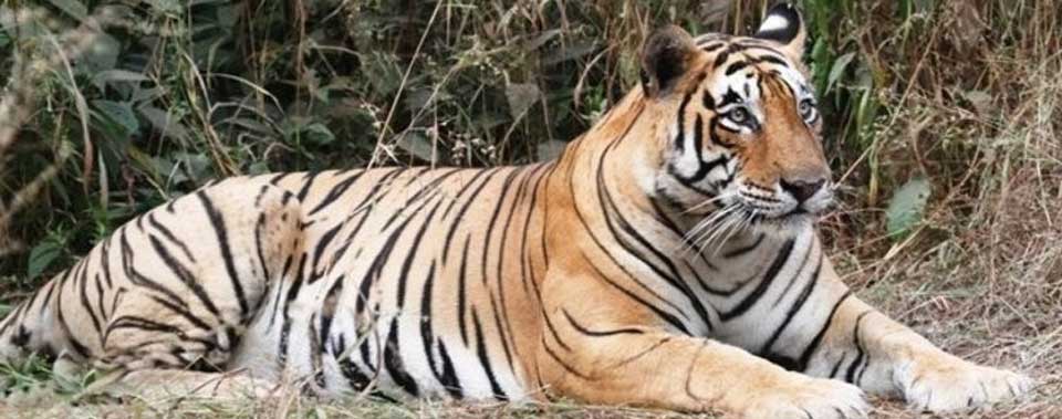 ranthambore news