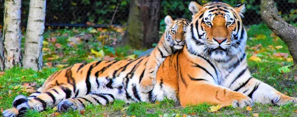 ranthambore news