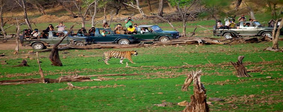 ranthambore news