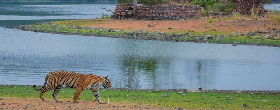 ranthambore news