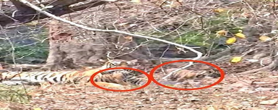 ranthambore news